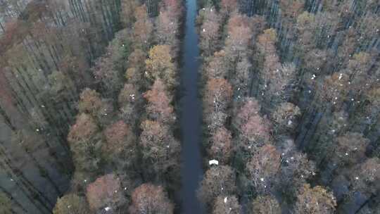 湖北涨渡湖春天湿地树木俯拍航拍