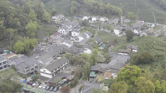 杭州西湖梅家坞茶园茶山