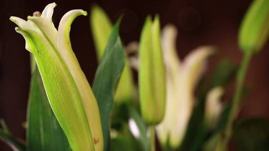 鲜花家居装饰百合花