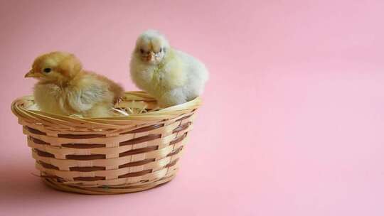 复活节篮子里的复活节小鸡