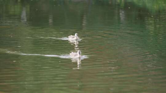 湖中野鸭 鸭子戏水 西湖野鸭