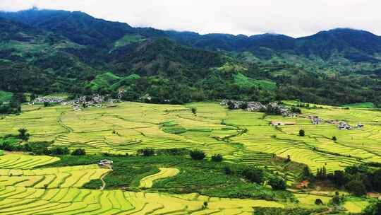 高山峡谷地区金色稻田