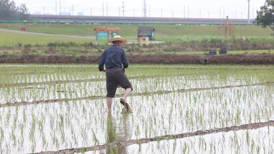 农民在水田中劳作的农业生态景象