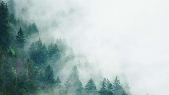 航拍云雾森林