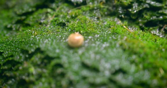 大自然  春天  夏天  苔藓 蜗牛
