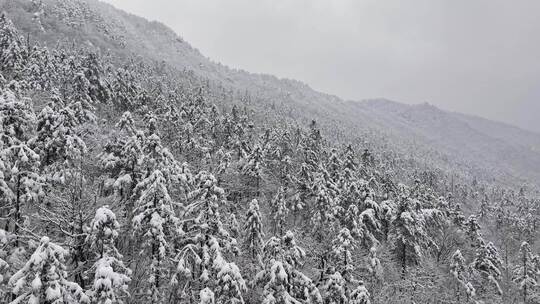 雪覆盖的植物顶部景象