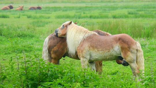特写草原上调情的两匹马