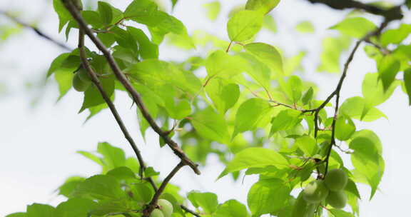 阳光和煦满园春色树木生长微风吹过桃树叶子