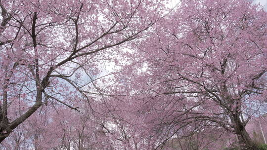樱花林里的樱花仰拍视角视频素材模板下载
