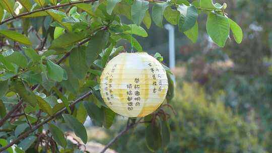 中秋节绿叶间挂的纸灯笼