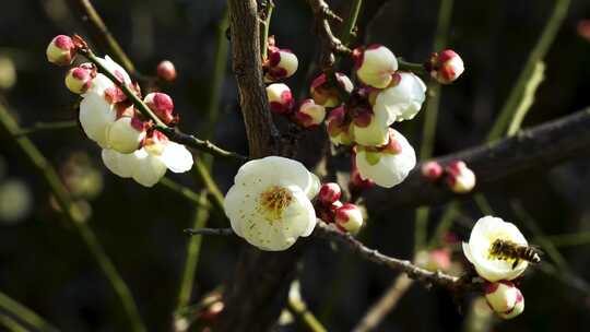 春天蜜蜂在梅花花丛花朵授粉采蜜