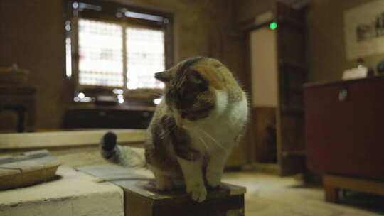 猫坐在复古老旧房屋张望好奇回忆场景年代感视频素材模板下载
