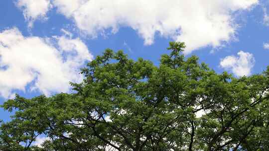 微风吹动着树枝 夏日阳光树叶光影空镜头