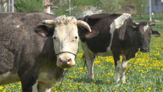 村庄里的奶牛