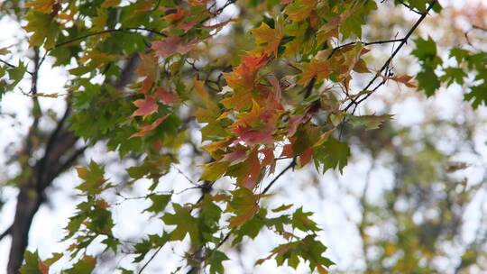 秋天在微风中摇曳的枫叶