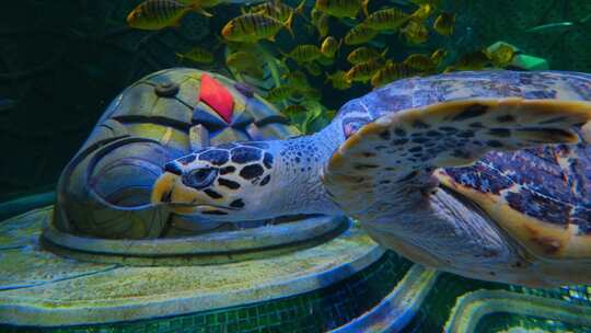 海底世界海洋馆水族馆大海龟视频素材模板下载