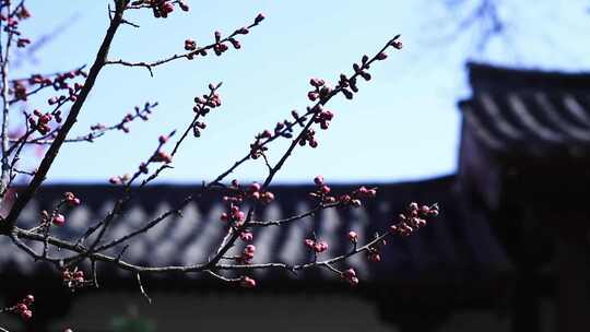 唯美春天立春园林梅花古建筑诗音梅花