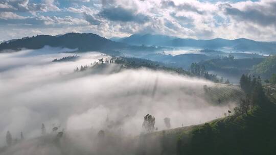 云雾中的茶山