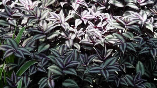 紫色叶子植物植被吊篮