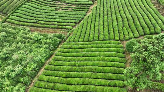 航拍贵州山区绿色有机茶园