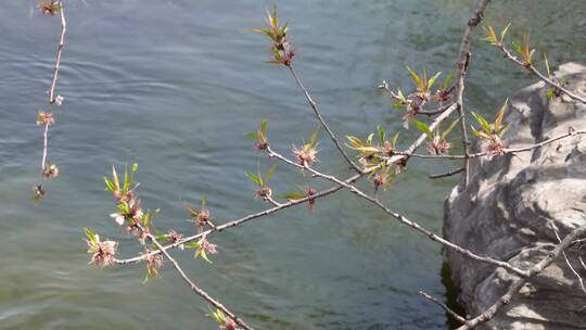 【镜头合集】旅游湖水湖边植物游客游览