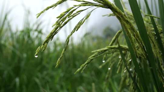 雨中的稻穗水稻特写雨露水珠田野