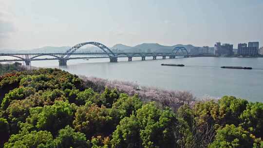 杭州滨江樱花跑道