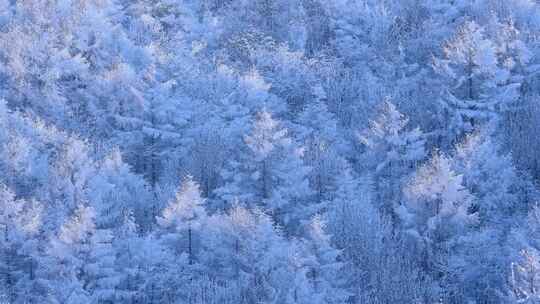 冬天雪花覆盖的森林银装素裹