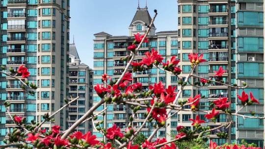 盛开的木棉花特写