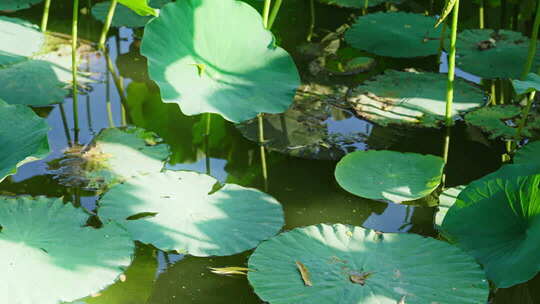 禅意意境 古风空镜 大自然禅意空镜