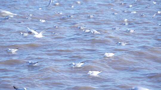 海面上海鸥群飞与浮游景象