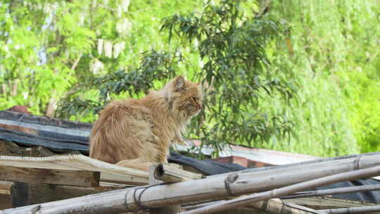 猫在屋顶休息睡觉打哈气