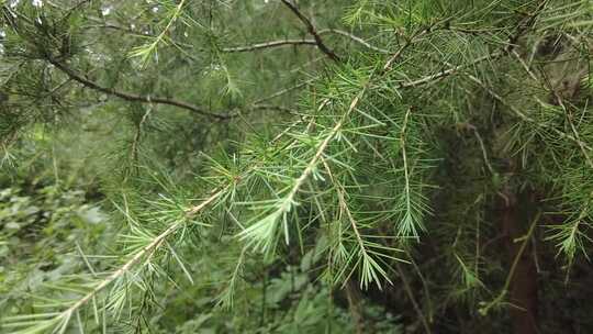 大自然野生植物野草实拍