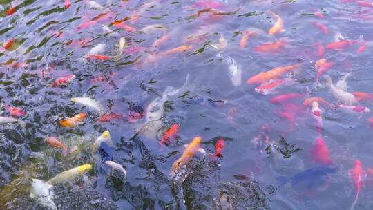 实拍济南曲水亭街百花洲景区锦鲤鱼群游动