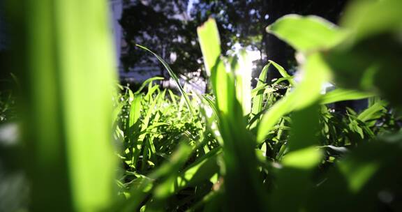 绿地 草地 阳光 生命 逆光 草 绿色