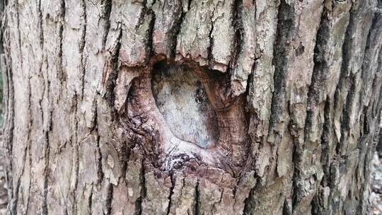 树上的疤痕
