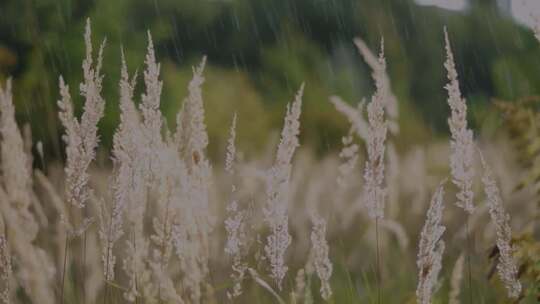 雨中摇曳的野草