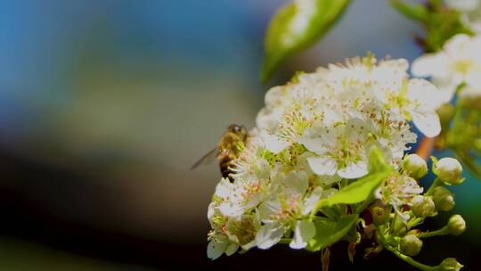 春天里的蜜蜂和白䔧花视频素材模板下载