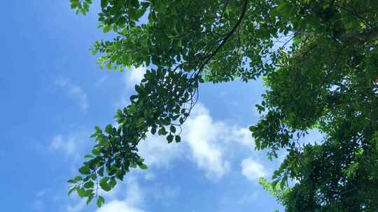 蓝天白云 空中绿叶 树叶 绿叶子