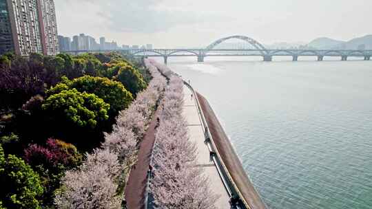 杭州滨江樱花跑道