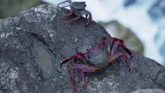 特写在岩石上休息的红螃蟹