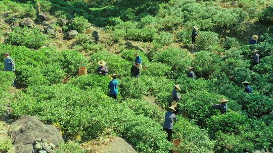 武夷山桐木关大竹岚野茶采摘