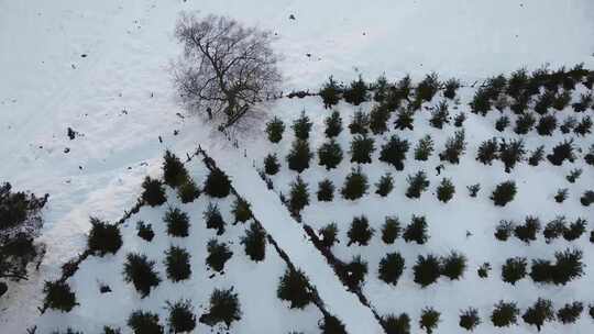 白雪覆盖的地面和树木覆盖的山脉的无人机镜