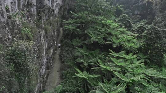 高清航拍四川乐山桫椤大峡谷森林自然风光视频素材模板下载