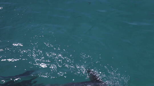 海水中的海豚