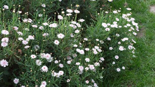 花园甘洋菊鲜花花海