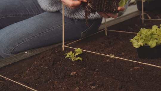 种植、蔬菜植物、园艺、土壤