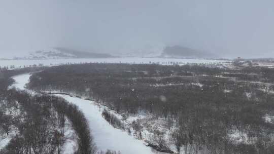 大兴安岭春天湿地红柳雪花飘落