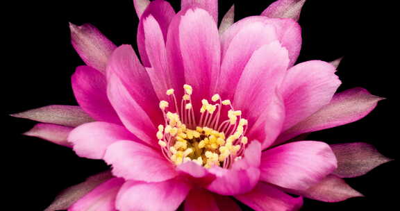 粉色花朵盛开绽放