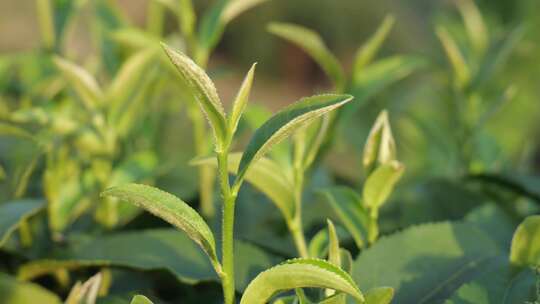 嫩绿茶树茶叶特写